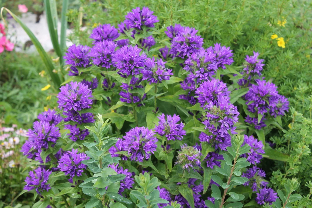 Колокольчик (Кампанула) скученный Speciosa Колокольчик (Кампанула) скученный Speciosa