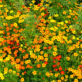 Бархатцы Тонколистные Смесь окрасок