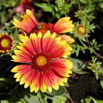 Гайлардия гибридная Кобольд