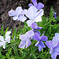Виола (Фиалка, Анютины глазки) рогатая Boughton blue