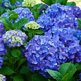 Гортензия крупнолистовая Рената Гортензия крупнолистовая Рената