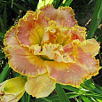 Лилейник гибридный Nature's Crown Лилейник гибридный Nature's Crown