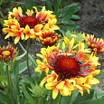 Гайллардия гибридная Фэнфейр