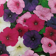 Петуния гибридная Смесь окрасок