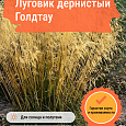 Луговик дернистый Голдтау Луговик дернистый Голдтау