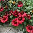 Гайлардия гибридная Меза Ред