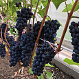 Виноград плодовый Левокумский Виноград плодовый Левокумский