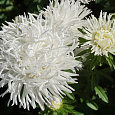 Астра коготковая Белая Астра коготковая Белая