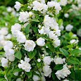 Жасмин садовый Сноубель