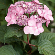 Гортензия крупнолистовая Камино