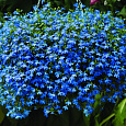 Лобелия ампельная Каскад Блю