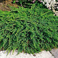Можжевельник обыкновенный Гринмантл