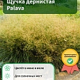 Щучка дернистая Palava