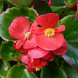 Бегония вечноцветущая зеленолистная Монза Скарлет