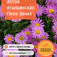 Астра итальянская Пинк Зенит