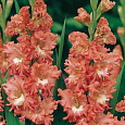 Гладиолус гибридный Frizzle coral lace