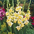 Гладиолус крупноцветковый Багги