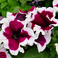 Петуния грандифлора Хулахуп Бургунди