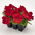 Петуния грандифлора Саксесс Эйч Ди Ред