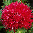 Астра пионовидная Дюшес красная
