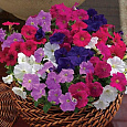 Петуния грандифлора Суперкаскад Микс