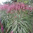 Мискантус китайский Flamingo