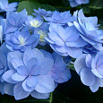 Гортензия крупнолистовая Романс Блю Гортензия крупнолистовая Романс Блю