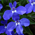 Лобелия прямостоячая Ривьера Миднайт Блю