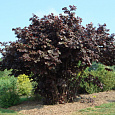 Лещина (Орешник) Maxima Purpurea