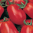 Томат Транс новинка