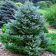 Пихта корейская Сильберлок