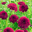 Космея Махровая кнопка Бордовая
