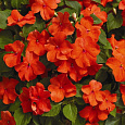 Бальзамин махровый Афина Оранж