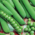 Горох овощной Адагумский