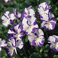 Виола (Фиалка, Анютины глазки) рогатая Robecca