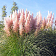Кортадерия Селло Rosea