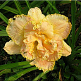 Лилейник гибридный Nature's Crown Лилейник гибридный Nature's Crown