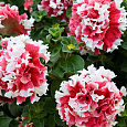Петуния махровая	Пируэтт ред