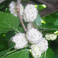 Шелковица белая