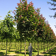 Клен остролистный Дебора Клен остролистный Дебора