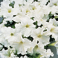 Петуния грандифлора Суперкаскад Вайт