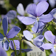 Виола (Фиалка, Анютины глазки) рогатая Boughton blue