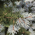 Ель колючая Монтгомери