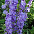Колокольчик (Кампанула) пирамидальный Lavender Blue Колокольчик (Кампанула) пирамидальный Lavender Blue