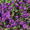 Астра кустарниковая Barrs Purple Астра кустарниковая Barrs Purple