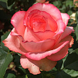 Роза чайно-гибридная Сандра Роза чайно-гибридная Сандра