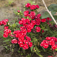 Флокс друммонда Промис красный