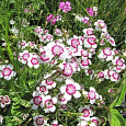 Гвоздика травянка Вайт-Ред