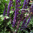 Сальвия дубравная Карадонна Сальвия дубравная Карадонна