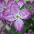 Клематис (Ломонос) гибридный Pernille Клематис (Ломонос) гибридный Pernille